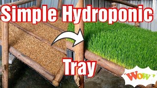 Simple Homemade Hydroponic Fodder Tray Making [upl. by Wichern]