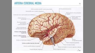 Irrigación cerebral [upl. by Haldi]