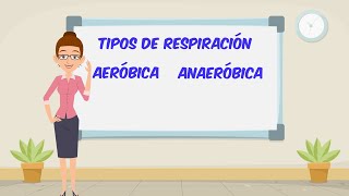 Respiración aeróbica y anaeróbica [upl. by Ykroc515]