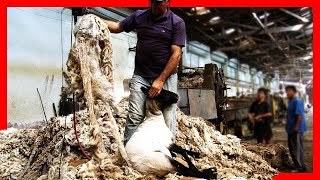 🧶🐑 Modern SHEEP FARMING Technologies  Wool Processing Factory  Sheep Shearing [upl. by Aldredge]