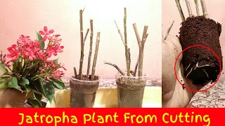 How To Grow Jatropha Plant From Cutting  Jatropha Plant Propagation [upl. by Odrarej927]