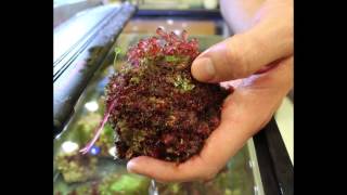 Why study Red Algae [upl. by Steward]