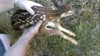 Noisy Baby deermp4 [upl. by Eliseo]