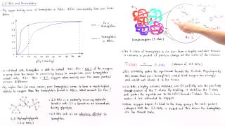 Effect of 23BPG on Hemoglobin [upl. by Nyleimaj639]