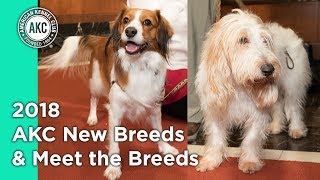 2018 AKC New breeds amp Meet the Breeds [upl. by Colver]