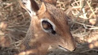 What is a DikDik [upl. by Socrates]