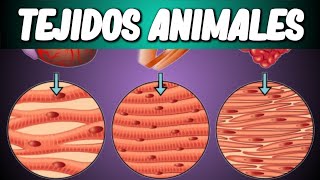 TEJIDOS ANIMALES Biología desde Cero [upl. by Torrin]