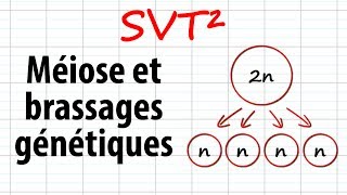 Méiose et brassages génétiques SVT²révisions BAC [upl. by Olnee]