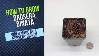 How To Grow Drosera Binata Carnivorous Plant Grow Guide OLD [upl. by Opportuna]