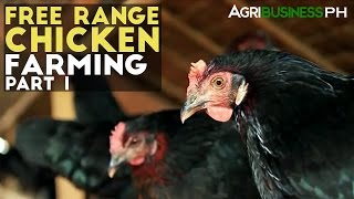 Free Range Chickens Farming Part 1  Free Range Chickens Farming  Agribusiness Philippines [upl. by Nancee]