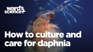 Caring and Culturing for Daphnia [upl. by Lednem776]