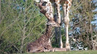 Reticulated Giraffe Birth [upl. by Rudwik]