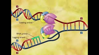 DNA Replication 3D Animation [upl. by Zsolway]