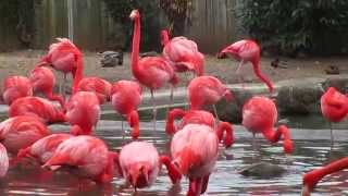 Pink Flamingo Birds  At The National ZOO [upl. by Yerocaj997]