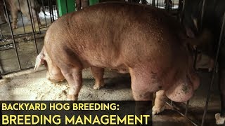 Backyard Hog Breeding Breeding Management  Agribusiness BMEG Episode 8 [upl. by Eirrej]