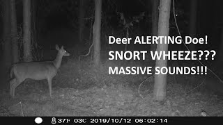 Deer Blowing or Snort Wheeze Massive Sounds [upl. by Huldah]