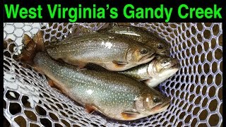 Trout Fishing West Virginias Gandy Creek [upl. by Nwahsud]