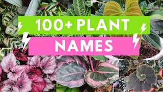 Plant Names and Pictures Plant Identification [upl. by Ritch593]