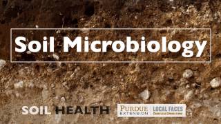 Soil Basics Soil Microbiology [upl. by Grimes]