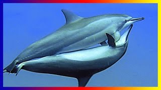 Life In The Ocean Dolphin Courting And Mating Sucess [upl. by Sumer804]