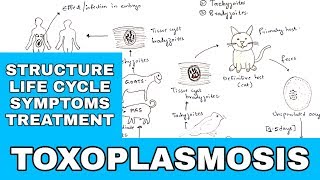 Toxoplasmosis  Toxoplasma gondii  Structure Life cycle Symptoms Treatment  Bio science [upl. by Emrich]