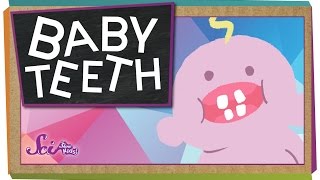 Why Do We Have Baby Teeth [upl. by Ailaht]