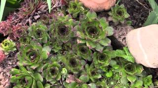 Sempervivum tectorum  Hauswurz Houseleek [upl. by Leviram]