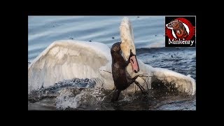 Shocking Footage of Wild Mink Hunting Large and Dangerous Prey [upl. by Hanikahs529]