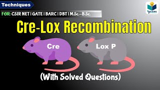 CRELOXP RECOMBINATION  cre lox system [upl. by Lathrope]