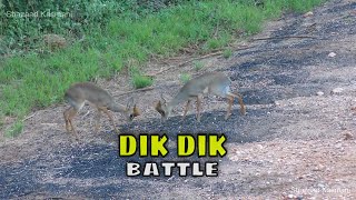 Epic Dik Dik Battle [upl. by Isis]