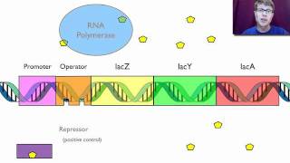 Gene Regulation [upl. by Shotton]