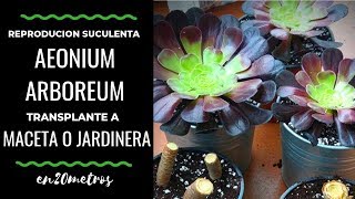 Cómo REPRODUCIR por esqueje la suculenta AEONIUM ARBOREUM  en20metros [upl. by Ramor]