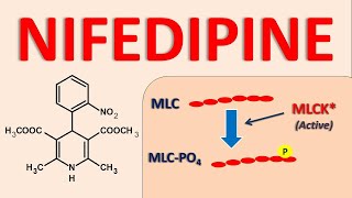 Nifedipine  Mechanism side effects and uses [upl. by Akem]