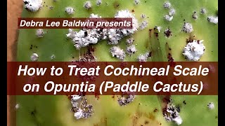 How to Treat Cochineal Scale on Cactus [upl. by Neelyt]