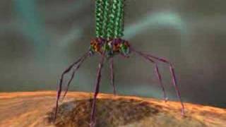 Finding and Isolating Phages [upl. by Nylrats]