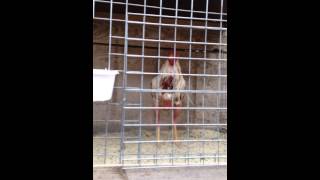 nouvelle video de coq preparer [upl. by Marmawke]