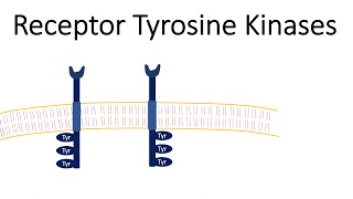 Receptor Tyrosine Kinases  RTK [upl. by Maillw]