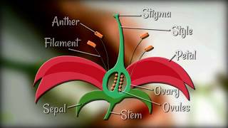 Flower Dissection  Reproduction in flowering plants [upl. by Yerocal]