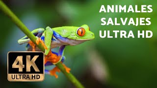 ANIMALES salvajes EN 4K  Con MÚSICA RELAJANTE Ultra HD [upl. by Jurgen]