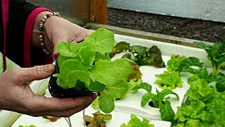 Aquaponics Simplified A Guide to Integrating Fish and Plant Farming [upl. by Eshelman]