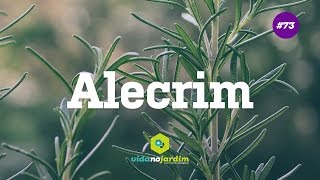 Alecrim [upl. by Anitsuga]