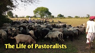 Pastoral Nomads in India full video [upl. by Rapsag]