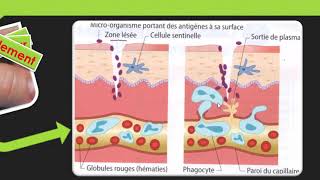 SVT cycle 4  Les défenses immunitaires [upl. by Parrisch]