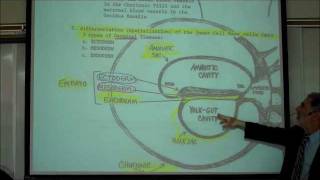 INTRO TO HUMAN EMBRYOLOGY PART 1 by Professor Fink [upl. by Ahtar113]