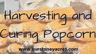 Harvesting and Curing Popcorn [upl. by Ferneau]