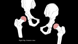 Hip joint structure and actions [upl. by Erdnael]