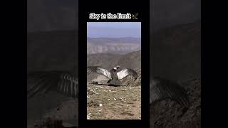 Giant is back to the Nature 🦅 yt ytshorts video [upl. by Persian]