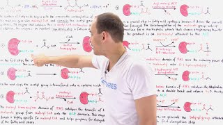 Fatty Acid Synthesis [upl. by Ahsino768]