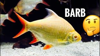 Tinfoil Barb Care  Species Profile [upl. by Japeth]