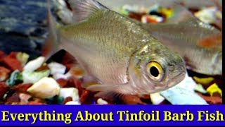 Everything About Tinfoil Barb Fish [upl. by Lodie871]